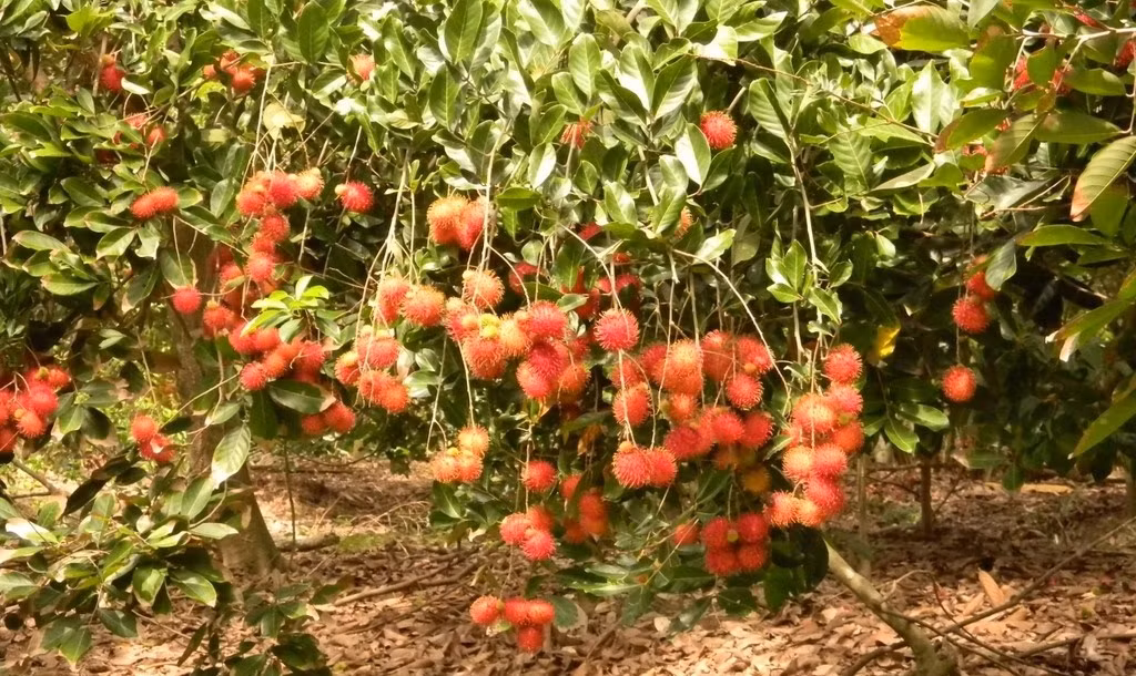 Mùa thu hoạch chôm chôm vào khoảng tháng 3 đến tháng 7 hàng năm. Ảnh: Traicaydungmap.