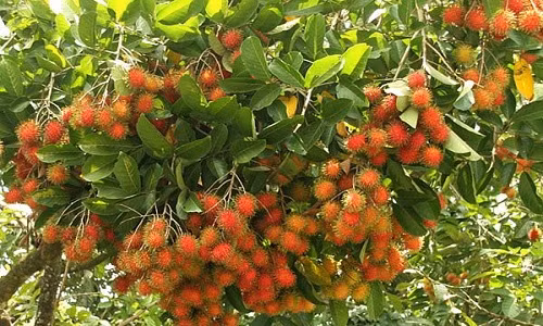 Ngam vuon chom chom Viet lan dau xuat khau sang New Zealand