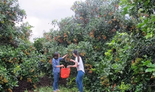 Chôm chôm Việt Nam được trồng nhiều ở các tỉnh Nam Bộ, đặc biệt là Vĩnh Long. Ảnh: Em đẹp.