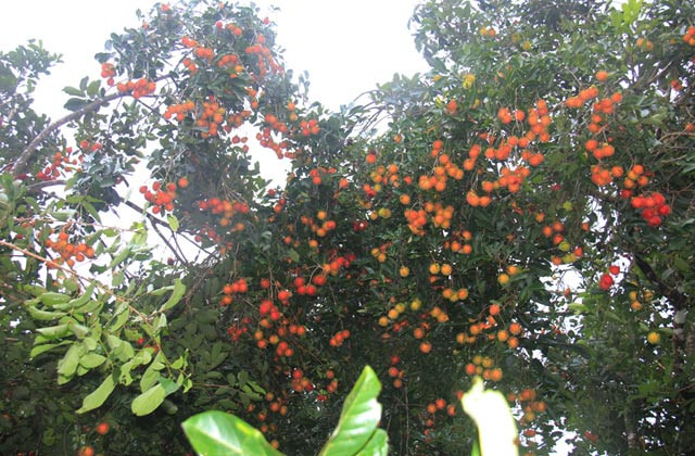 Ngoài tiêu chuẩn vườn trồng, đóng gói, ghi nhãn mác, chôm chôm Việt phải trải qua khâu kiểm dịch thực vật và chiếu xạ đảm bảo truy xuất nguồn gốc xuất xứ sản phẩm. Ảnh: Vacvina.