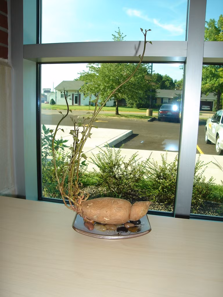 Nhiều cây còn được tạo dáng vô cùng nghệ thuật. Ảnh: Flickr.