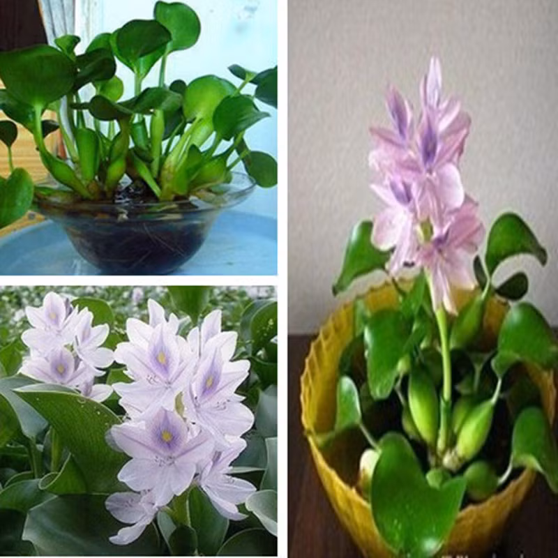 Lục bình trồng trong chậu cảnh thích hợp trang trí phòng khách. Ảnh: Aliexpress.