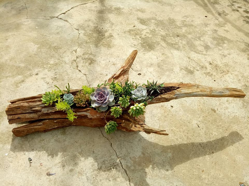 Tuy nhiên, trồng trên thân cây sẽ khó hơn trồng sen đá trong chậu một chút vì chỗ trồng hơi nhỏ, lại uốn éo.