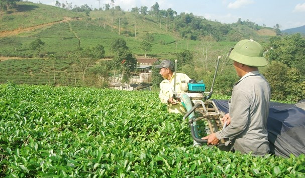 Nhờ thời tiết thuận lợi, những ngày đầu tháng 3/2018, người dân trồng chè huyện Thanh Chương phấn khởi bước vào vụ thu hoạch đầu tiên trong năm. Ảnh: Baonghean.