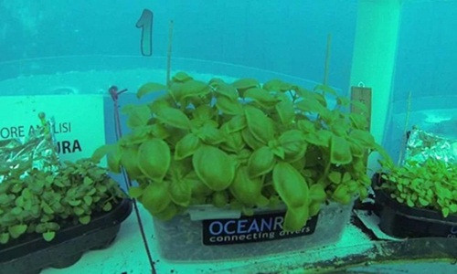 Những cây rau lên xanh tốt như ở trên mặt đất. Ảnh: Nemo's Garden.