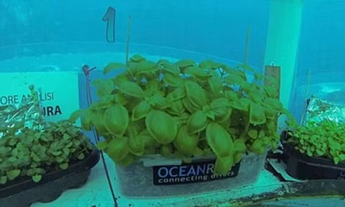 Những cây rau lên xanh tốt như ở trên mặt đất. Ảnh: Nemo's Garden.