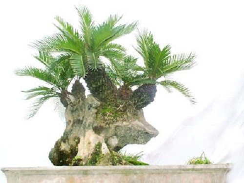 Theo các nghệ nhân, vạn tuế có sức sống bền bỉ. Ảnh: Cayvahoa.