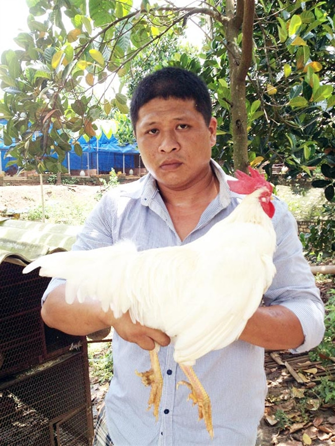 Trại gà chín cựa của anh Dũng tại ấp 6, xã Bàu Cạn, huyện Long Thành, Đồng Nai. Ảnh: Nongnghiep.