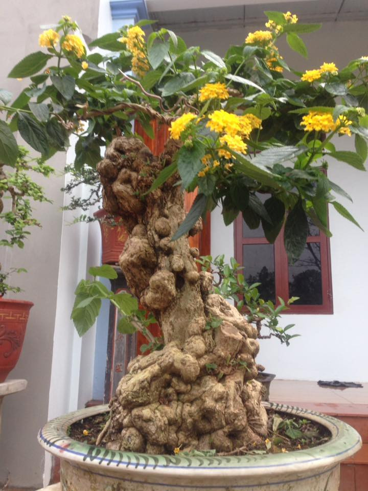 Nhiều gốc cây ngũ sắc được cắt tỉa, tạo dáng trở thành bonsai độc đáo. Ảnh: FB Đức Việt Bonsai.