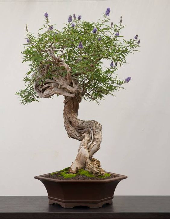 Đặc biệt, có nghệ nhân qua nhiều năm chăm sóc đã cắt tỉa, tạo dáng trinh nữ thành bonsai đẹp mắt. Ảnh: Printest.