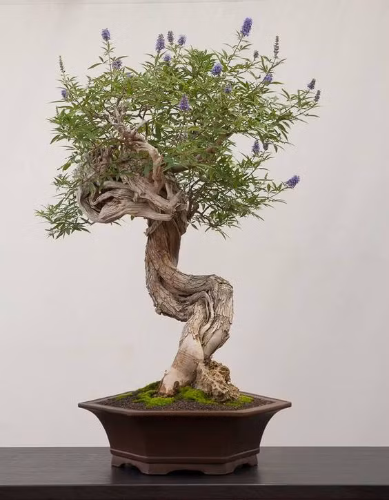 Đặc biệt, có nghệ nhân qua nhiều năm chăm sóc đã cắt tỉa, tạo dáng trinh nữ thành bonsai đẹp mắt. Ảnh: Printest.