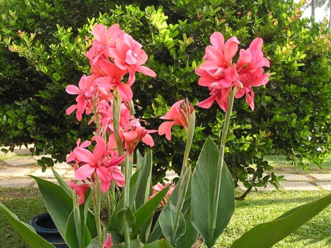 Thường mọc thành bụi nên chuối hoa lai trồng ở góc sân hoặc dọc theo bờ tường. Ảnh: Sanvuonxanh.