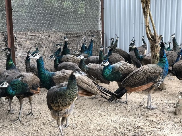 Trang trại của anh ở huyện Thanh Trì (Hà Nội) rộng gần 2ha với sự góp mặt của nhiều giống chim quý hiếm. Trong đó có những loài được xếp vào hàng đắt nhất thế giới. Ảnh: Vuonchimviet.