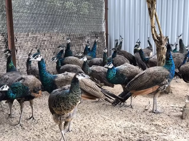 Trang trại của anh ở huyện Thanh Trì (Hà Nội) rộng gần 2ha với sự góp mặt của nhiều giống chim quý hiếm. Trong đó có những loài được xếp vào hàng đắt nhất thế giới. Ảnh: Vuonchimviet.