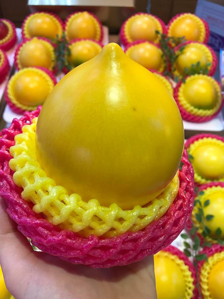 Ngoài phần vỏ vàng óng, phần đít quả loại vú sữa này có phần chóp nhọn. Ảnh: Vietnamnet.