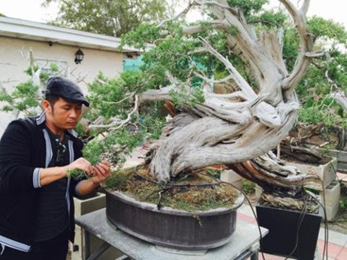 Trong vườn có nhiều cây cảnh được nam ca sĩ tạo các kiểu dáng khác nhau, vô cùng độc đáo. Ảnh: Baodatviet.