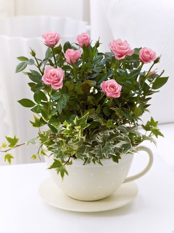 Tách trà hoa cạnh cửa sổ cho không gian thêm trong lành, khoáng đạt.