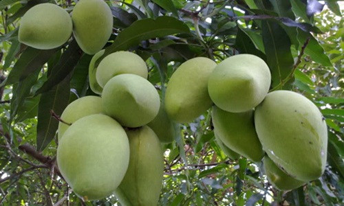 Quả xoài có trọng lượng trung bình từ 350-450g, dáng thuôn dài. Ảnh: Doanhnong.