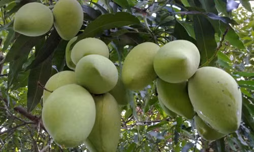 Quả xoài có trọng lượng trung bình từ 350-450g, dáng thuôn dài. Ảnh: Doanhnong.