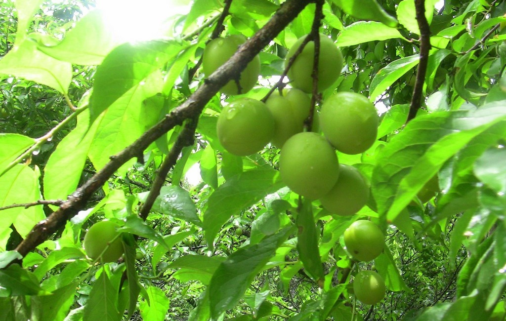 Cây mơ thường ra hoa vào cuối mùa đông, đầu xuân và cho thu hoạch đầu mùa hè. Ảnh: Traicaydungmap.