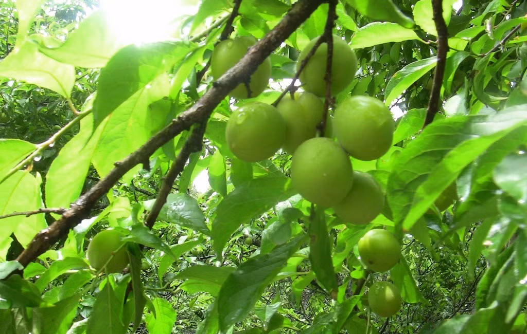 Cây mơ thường ra hoa vào cuối mùa đông, đầu xuân và cho thu hoạch đầu mùa hè. Ảnh: Traicaydungmap.