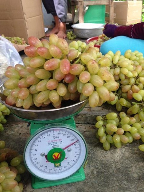 Hiện, nho ba màu Ninh Thuận được bán với giá từ 80.000 - 120.000 đồng/kg. Ảnh: FB Trang Lily.