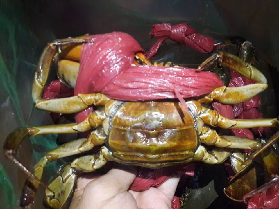 Đáng chú ý, cua gạch son có giá từ 650.000 - 800.000 đồng/kg. Ảnh: Cuagachsonthuonghang.