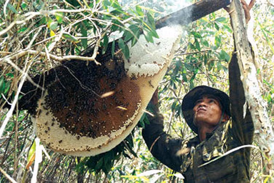 Trèo lên đã khó, nếu tuột tay có thể rơi xuống vực sâu. Thậm chí gặp rắn độc cắn ngay trên cây cũng không phải là chuyện lạ. Ảnh: Baogialai.