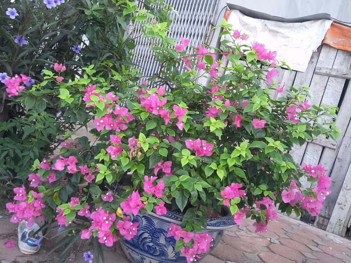 Hoa giấy có khả năng cho ra hoa quanh năm với những màu sắc rực rỡ, rất dễ trồng trong mùa hè. Ảnh: Cayvahoa.