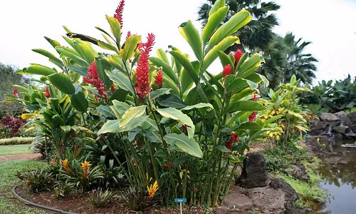 Cây hạnh phúc mọc ven suối và dưới tán rừng ẩm, được trồng nhiều tại các đảo thuộc châu Đại Dương, Malaysia, Thái Lan. Ảnh: The Lovely Plants.