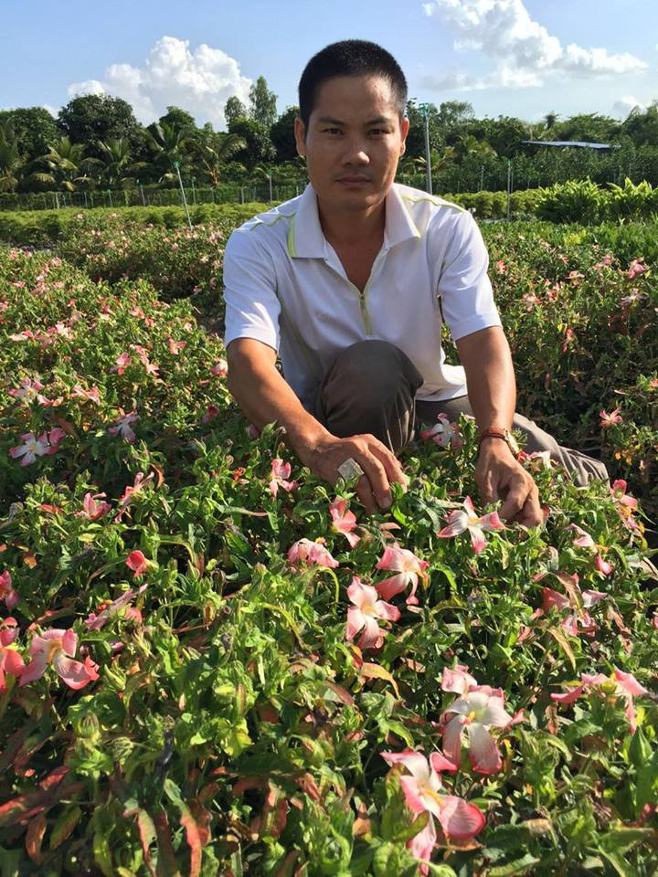 Sản phẩm chủ yếu trong vườn của anh Định là sâm bố chính, đinh lăng. Ảnh: Dân Việt.