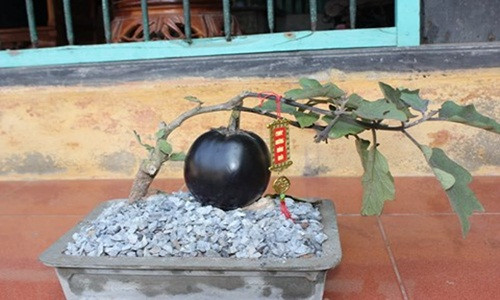  Bonsai cà tím độc đáo do ông Trương Phúc Nam ở Hải Ninh, Hải Hậu, Nam Định trồng và tạo dáng. Ảnh: Infonet.