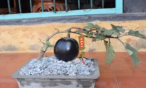  Bonsai cà tím độc đáo do ông Trương Phúc Nam ở Hải Ninh, Hải Hậu, Nam Định trồng và tạo dáng. Ảnh: Infonet.