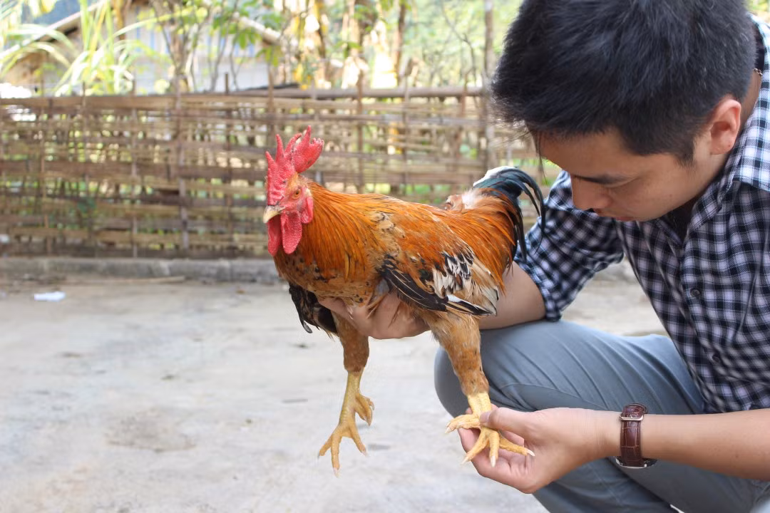 Để có giống gà chuẩn, Tùng và các bạn kiên trì đến từng hộ gia đình tìm mua gà chín cựa thuần chủng cho sinh sản tự nhiên, chọn lọc và nhân giống. Ảnh: Thuonggiaonline.