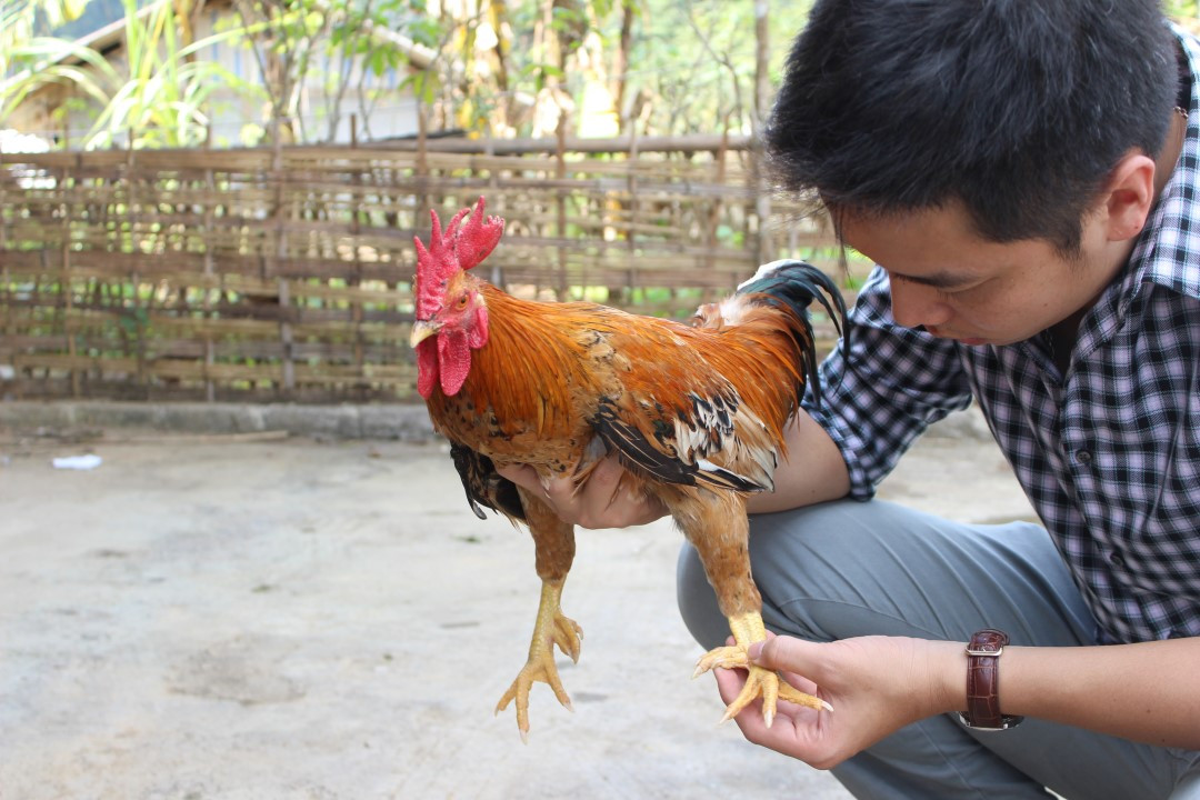 Để có giống gà chuẩn, Tùng và các bạn kiên trì đến từng hộ gia đình tìm mua gà chín cựa thuần chủng cho sinh sản tự nhiên, chọn lọc và nhân giống. Ảnh: Thuonggiaonline.