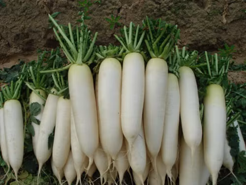 Thêm nữa, khi mua nên chọn củ cải thuôn dài về phía đuôi. Những củ cải có phần đuôi mập thường nhạt vị. Ảnh: Hatgiongthegioi.