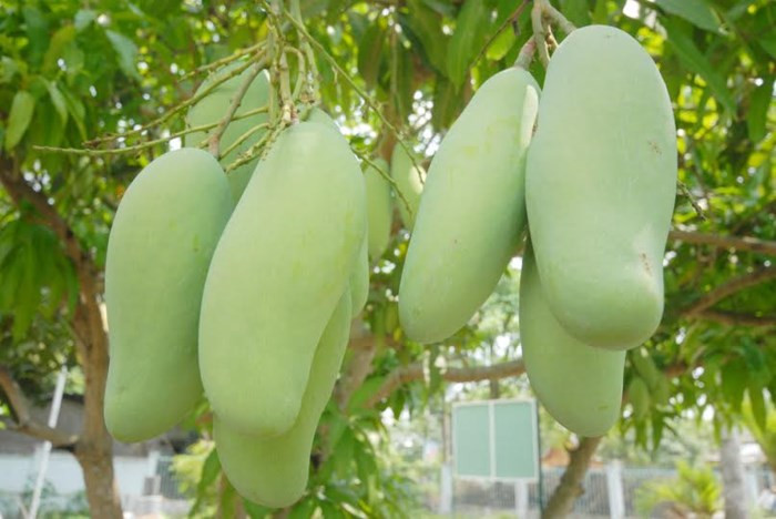 Xoài ba màu có nguồn gốc từ Đài Loan. Sau khi nhân giống, người dân An Giang đổi tên thành xoài ba màu. Ảnh: Zing.