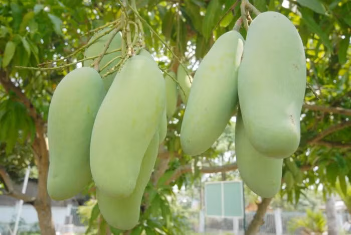 Xoài ba màu có nguồn gốc từ Đài Loan. Sau khi nhân giống, người dân An Giang đổi tên thành xoài ba màu. Ảnh: Zing.