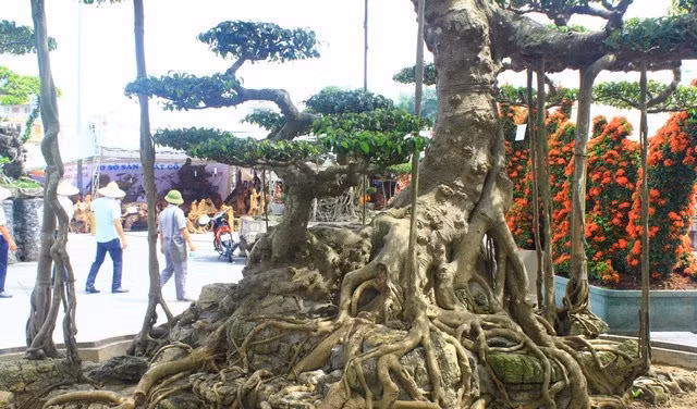 Cây có dáng long cổ bề thế, u sần sùi, bệ dài 2,8m, chiều ngang 1,6m. Ảnh: Dân Việt.