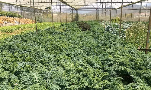 Cải xoăn chủ yếu trồng trong nhà kính, trên đất thịt, các luống cao khoảng 20cm. Ảnh: Happytrade.