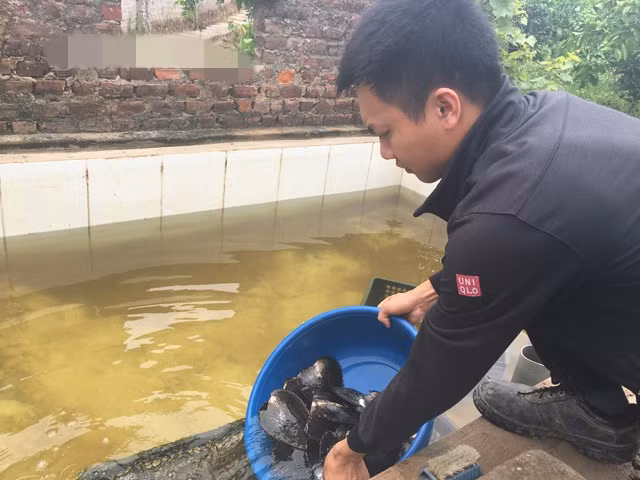 Thức ăn chủ yếu của trai là tảo. Trong bể, Tùng nuôi kết hợp cá chép với tảo. Cá chép có nhiệm vụ khoắng nước dưới bể giúp tảo bám vào thành túi, cung cấp thức ăn cho trai. Ảnh: Dân Việt.