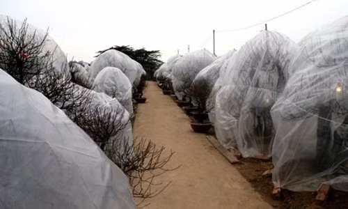 Thắp điện, bọc túi ni lông cũng là cách chống rét cho hoa đào của một số chủ vườn. Ảnh: VTV1.