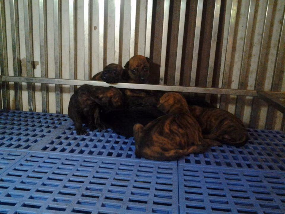 Một chú chó con ở trại của anh Thắng có giá bán từ 7 – 8 triệu đồng. Những con đẹp có thể lên tới hàng chục triệu thậm chí cả trăm triệu đồng. Ảnh: FB Trại chó Phú quốc tại Hà nội.