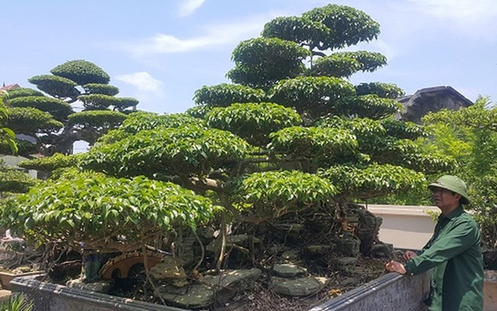 Cây có chiều cao gần 3m và tán rộng hơn 3m.