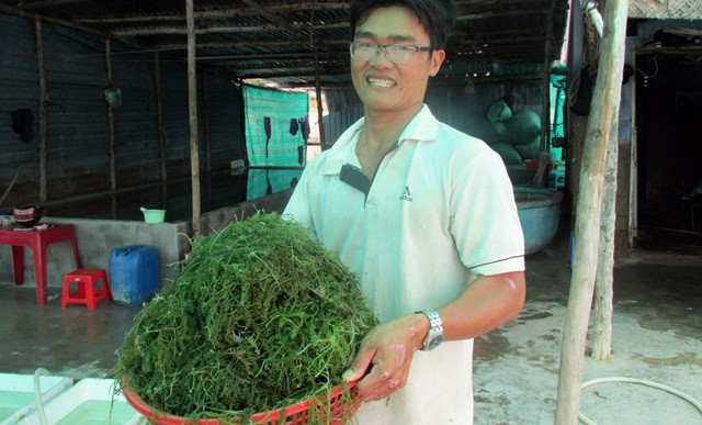 Sau khi chuyển đổi thành công từ nuôi tôm thẻ chân trắng sang trồng rong nho biển, anh Nguyễn Văn Dỗng (Cà Đú, thị trấn Khánh Hải, huyện Ninh Hải) lãi ròng mỗi năm 300 triệu đồng. Ảnh: Dân Việt.