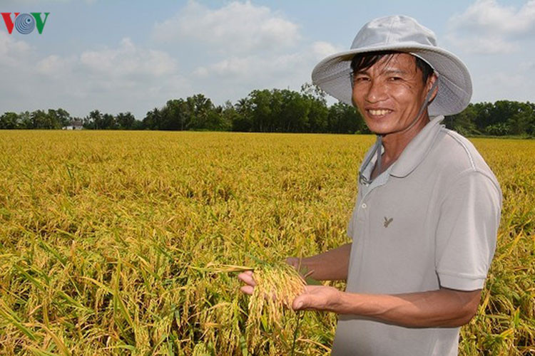 Năm nay niềm vui của nhà nông nhân đôi vì vừa trúng mùa lại được giá.