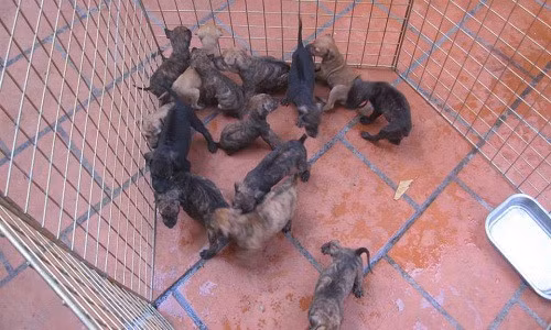 Có thời điểm, trang trại của anh lên tới 100 con chó. Ảnh: FB Trại chó Phú quốc tại Hà nội.