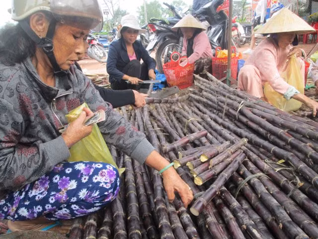 Mua mía về nhà trong dịp Tết là mua sự ngọt ngào cho cả một năm. Ảnh: Baotainguyenmoitruong.