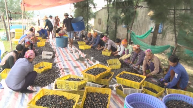 Người lặn lội đưa con ốc hương về làng ông Trần Mạnh Duyên - Chủ nhiệm HTX Nuôi trồng thủy sản (NTTS) xã Cẩm Lĩnh. Ảnh: Nongnghiep.