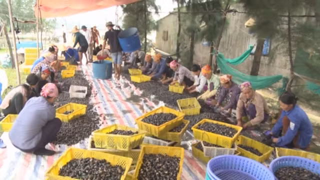 Người lặn lội đưa con ốc hương về làng ông Trần Mạnh Duyên - Chủ nhiệm HTX Nuôi trồng thủy sản (NTTS) xã Cẩm Lĩnh. Ảnh: Nongnghiep.